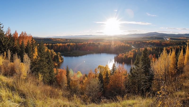 The breathtaking bird of the Northwest